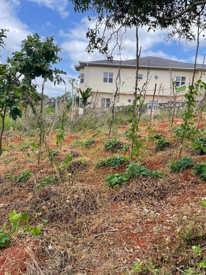 BOUGAINVILLAEA HEIGHTS, K