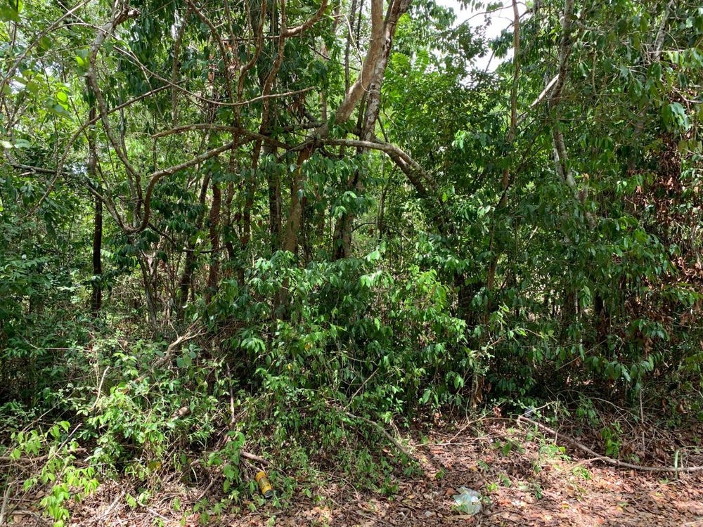 BLACK GARDEN, GARREDU Trelawny Perth Town, Perth Town, Trelawny, Perth Town, Trelawny
