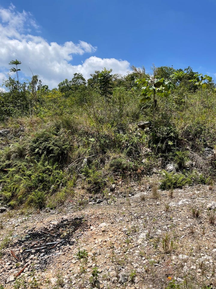 HIBISCUS GARDENDS, MANDEV