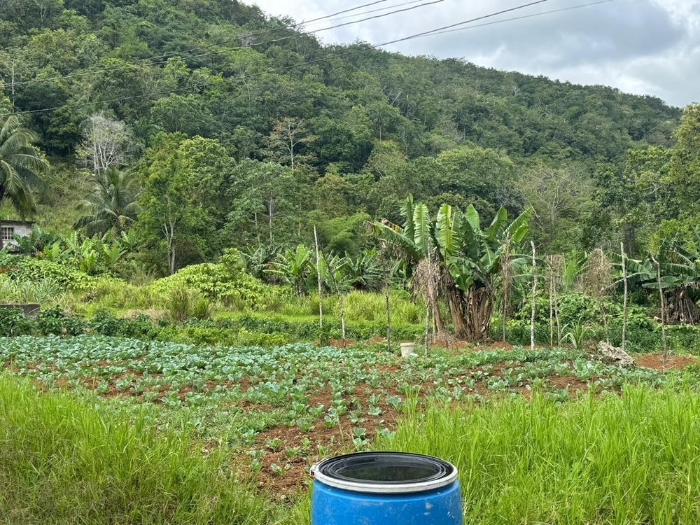 HOLLAND, ST. CATHERINE