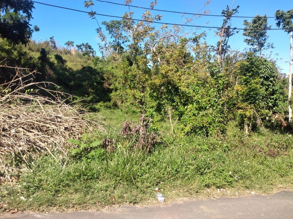 LOT 1 PART BRUMALIA, Mandeville, Manchester