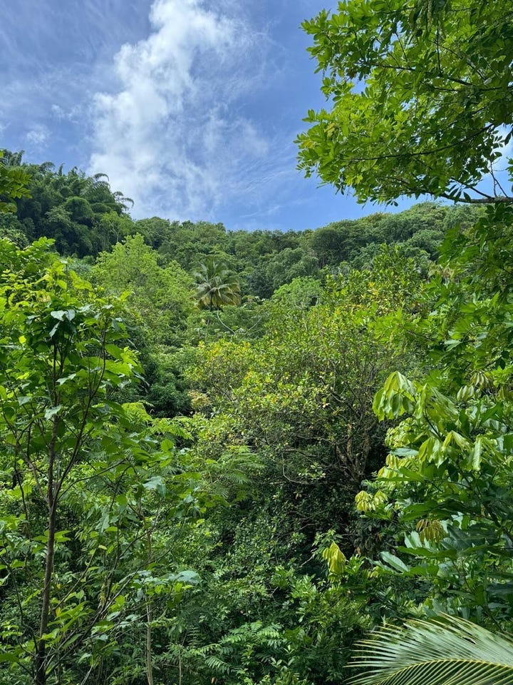 Unnamed Road, Lloyds, Saint Thomas Parish