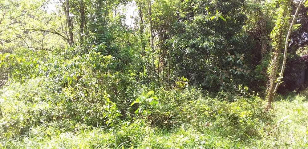 HUNTLEY CASTLE, PISGAH