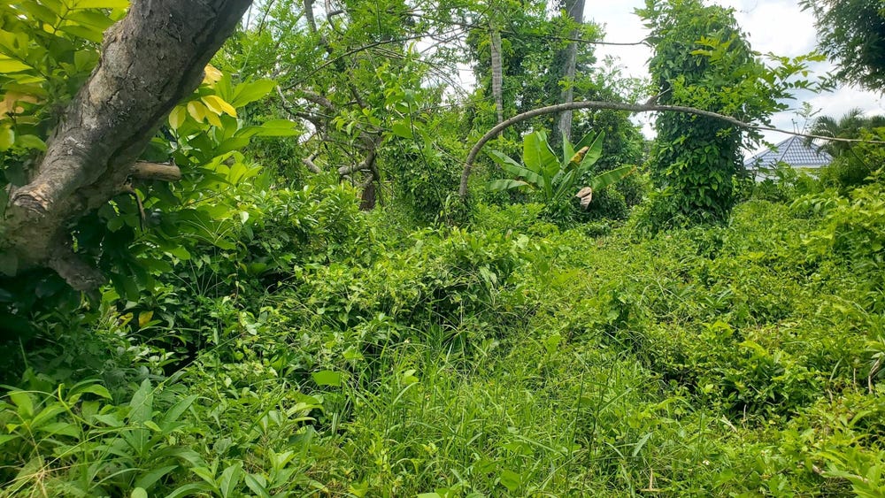 56 BARHAM, WESTMORELAND, Barham, Westmoreland