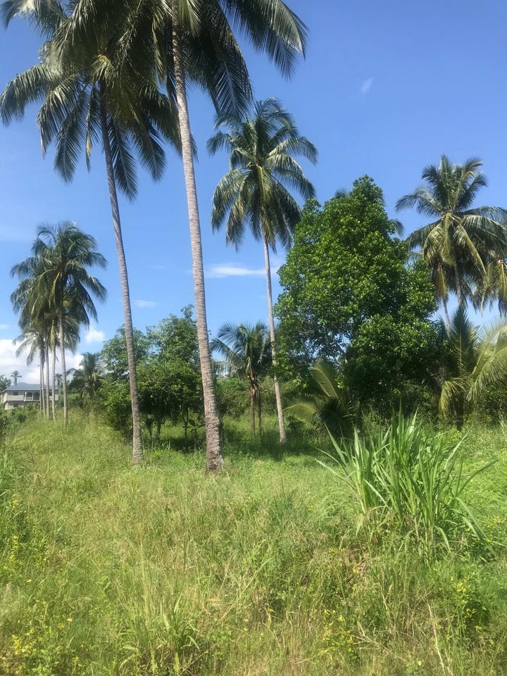 5XC3+QVG, Charlemont, Linstead, Jamaica, Ewarton, St. Catherine Parish