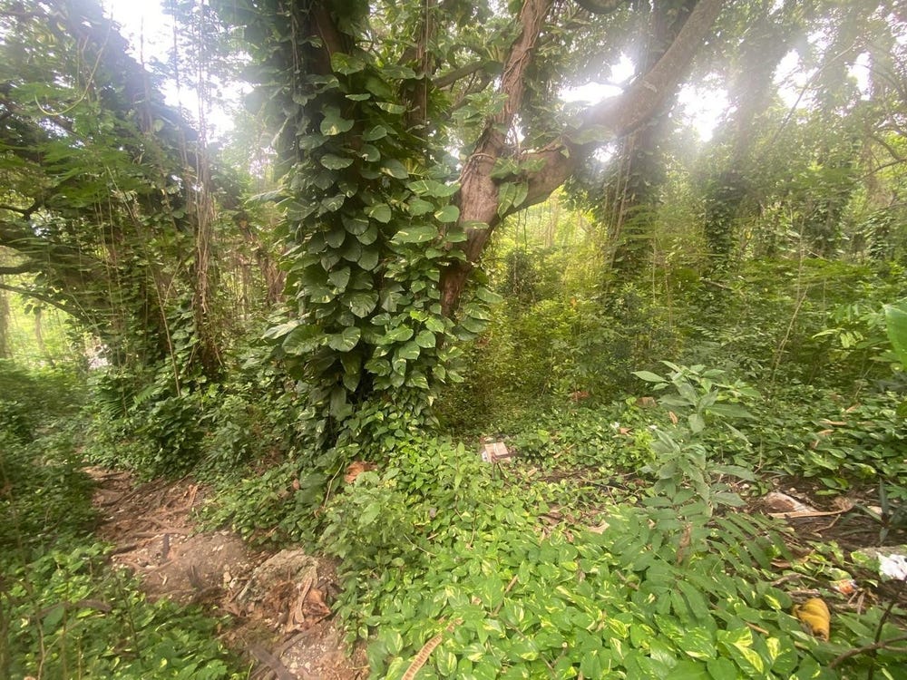 9 OLD HOTEL ROAD, SHAW PARK lot: 9, Shaw Park, St. Ann