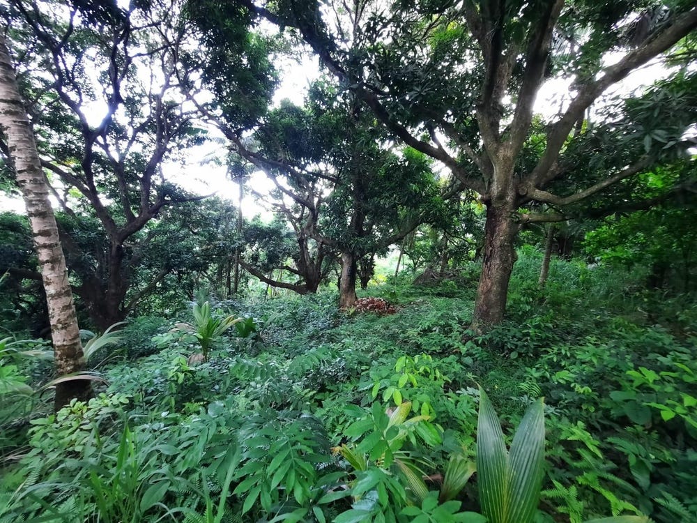 ENFIELD P.O., ST. MARY