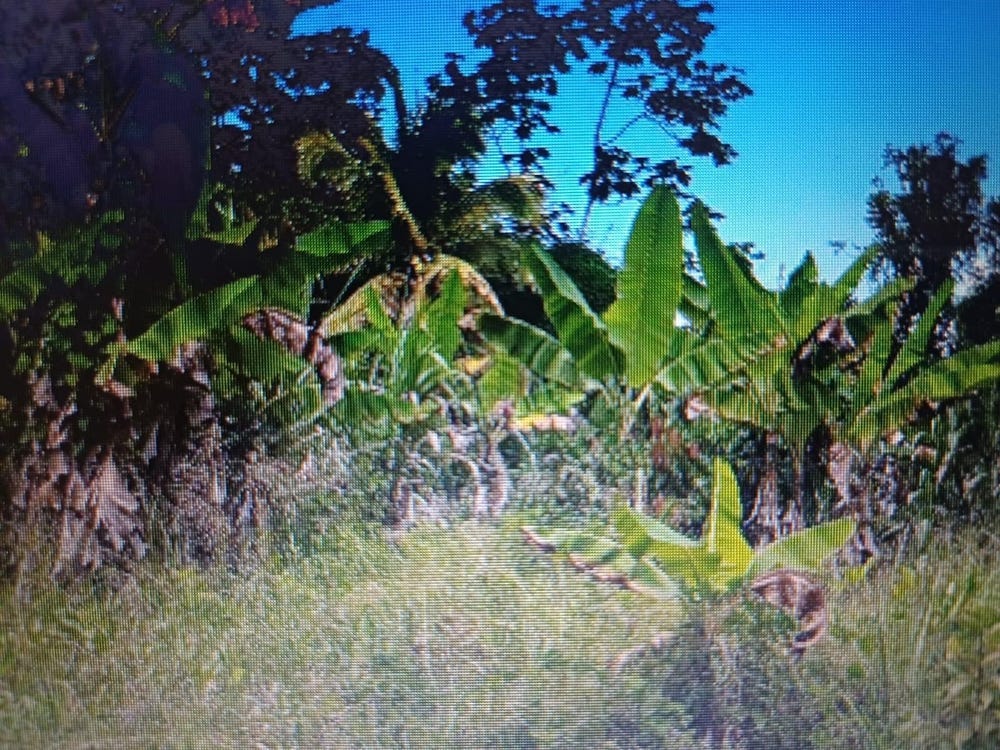RAGVILLE, GUYS HILLS, ST., GUYS HILL, St. Catherine